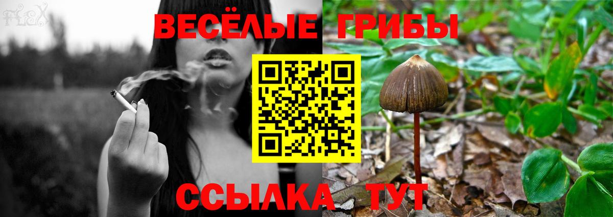 Галлюциногенные грибы Psilocybe Нальчик